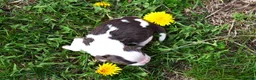 English Springer Spaniel dogs for sale: Cosmo - Ad 4