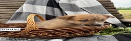 Pomsky dogs for sale: Charlie - Ad 3