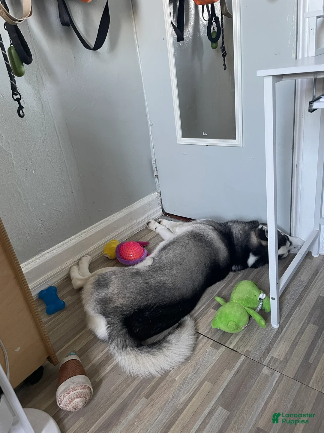Siberian Husky dogs for sale: Koda - Ad 9