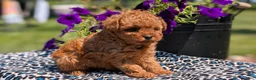 Toy Poodle dogs for sale: Max - Ad 7