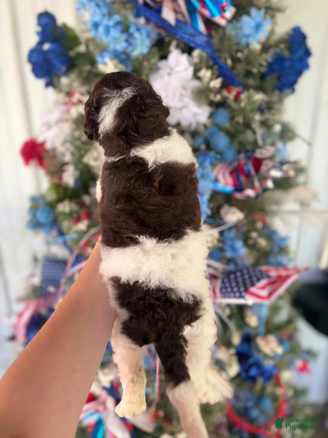 Goldendoodle dogs for sale: Goldendoodle 4 - Ad 2