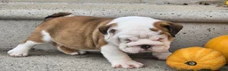 English Bulldog dogs for sale: Charlie - Ad 3