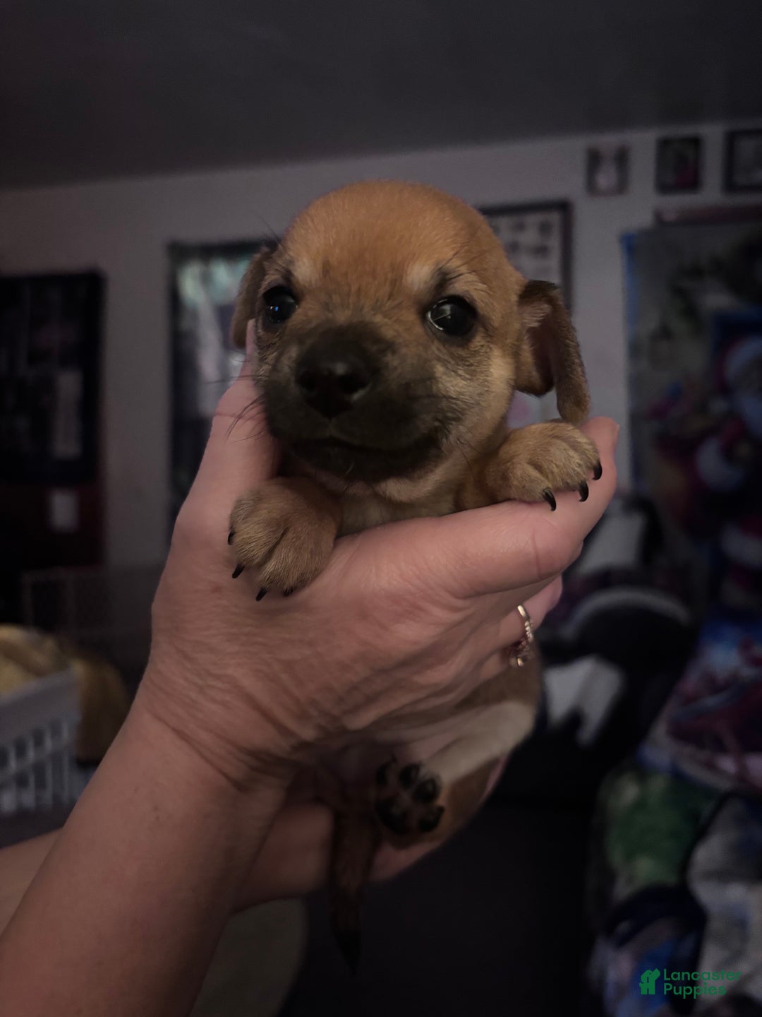 Chihuahua dogs for sale: Chihuahua Puppy 3 - Ad 1