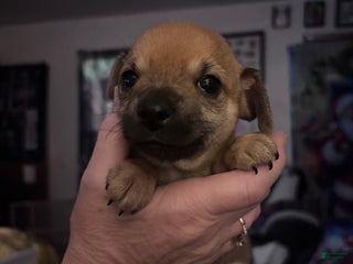 Chihuahua dogs for sale: Chihuahua Puppy 3 - Ad 3
