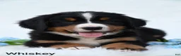 Bernese Mountain Dog dogs for sale: Whiskey  - Ad 5