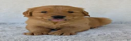 Golden Retriever dogs for sale: Parker - Ad 2