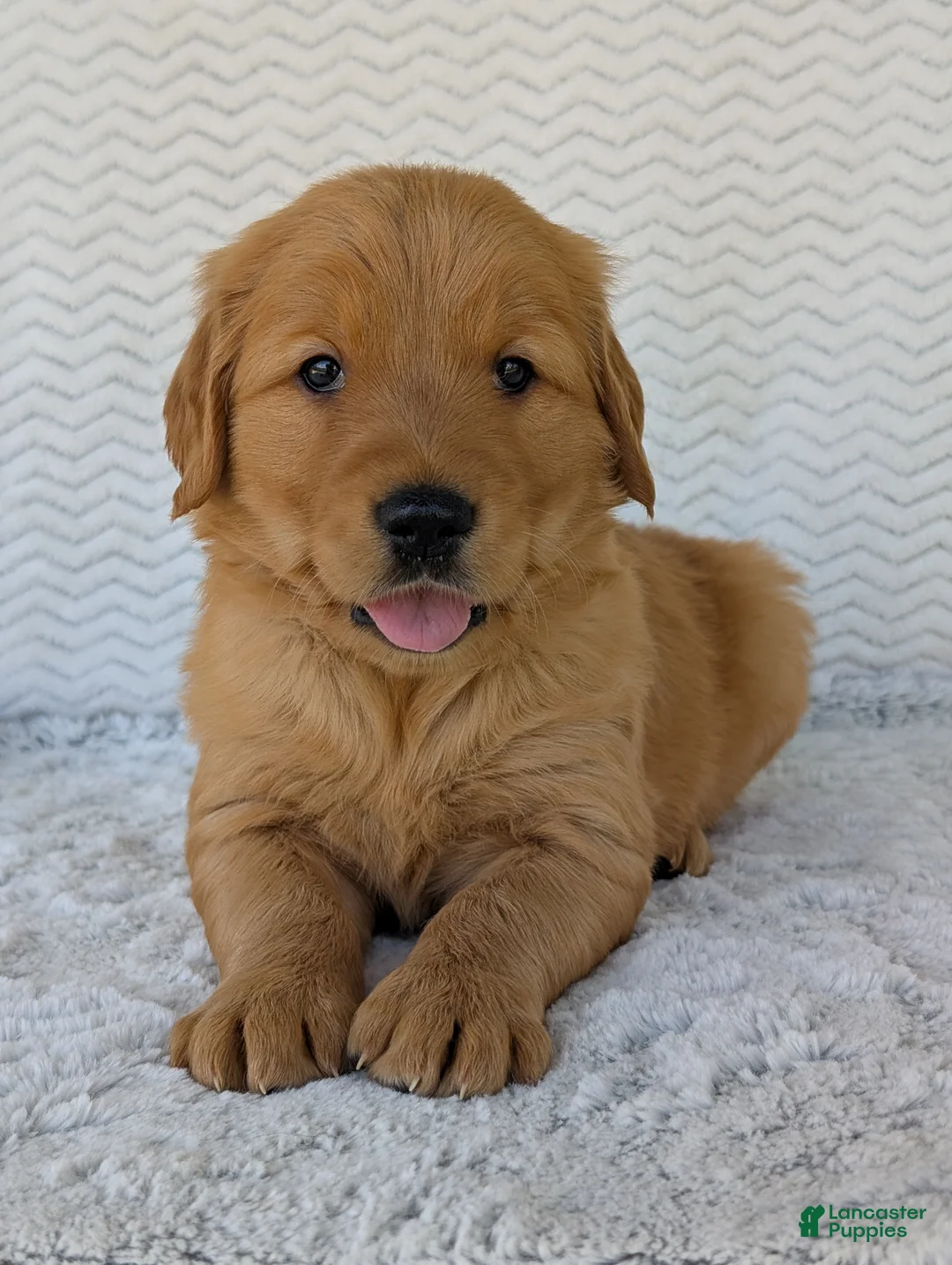 Golden Retriever dogs for sale: Parker - Ad 2