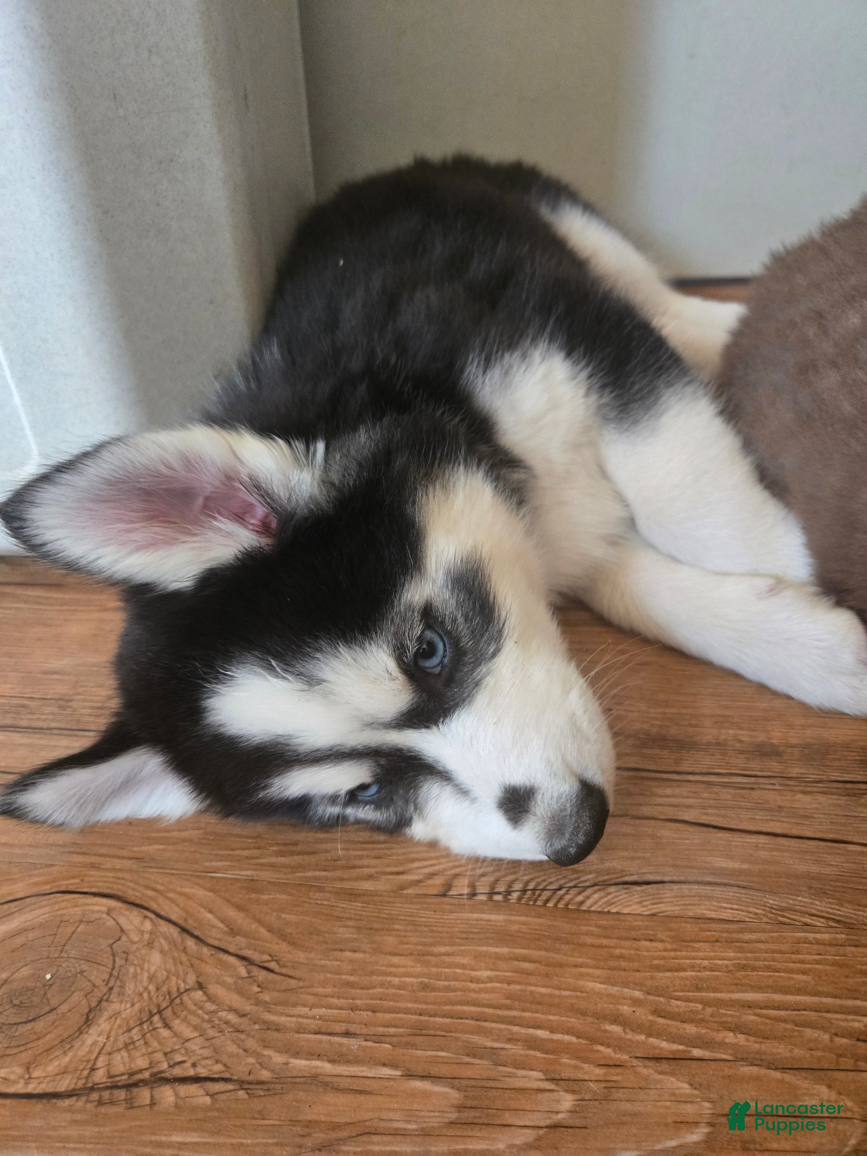 Siberian Husky dogs Girlie - Ad 1