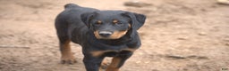 Rottweiler dogs for sale: Raja M1 - Ad 2
