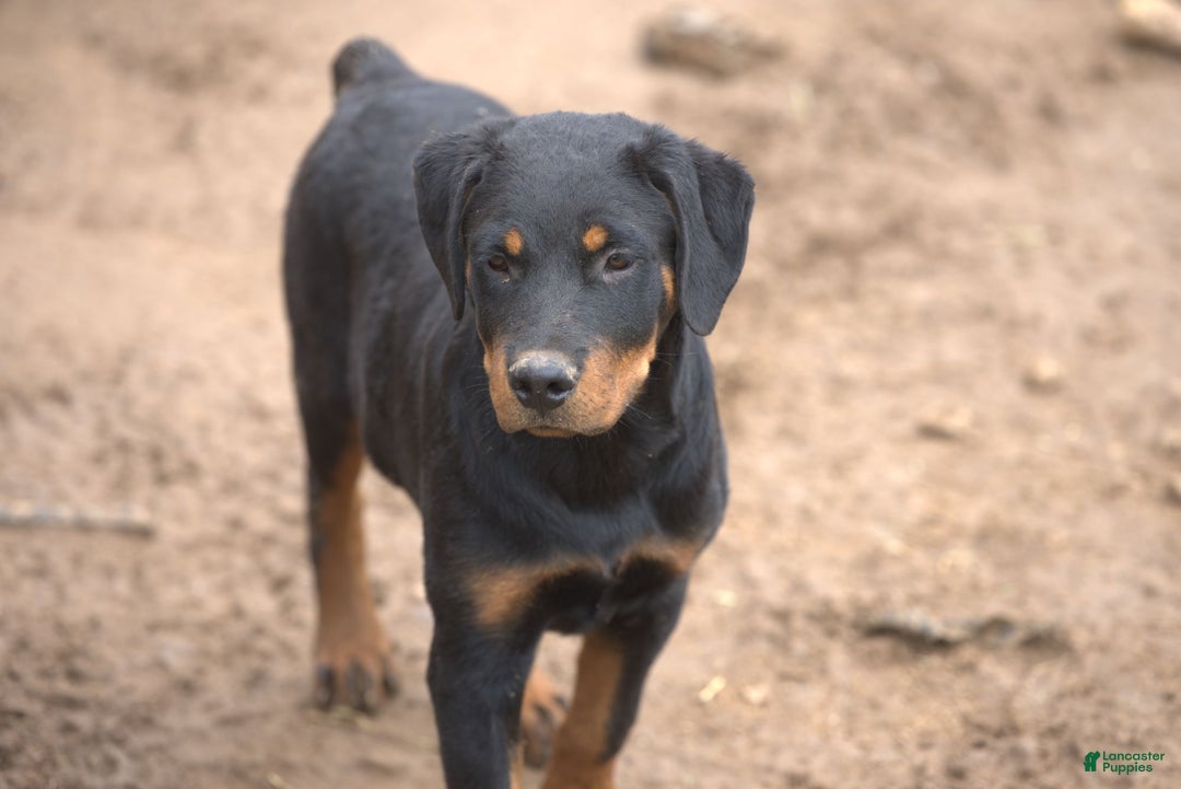 Rottweiler dogs for sale: Raja M1 - Ad 2