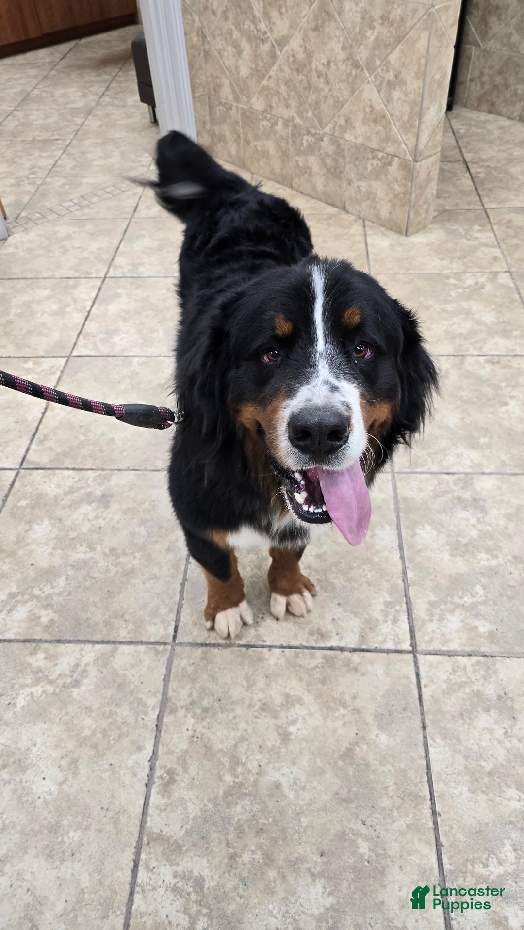 Bernese Mountain Dog dogs for stud: Marjan - imported bloodline - Ad 4