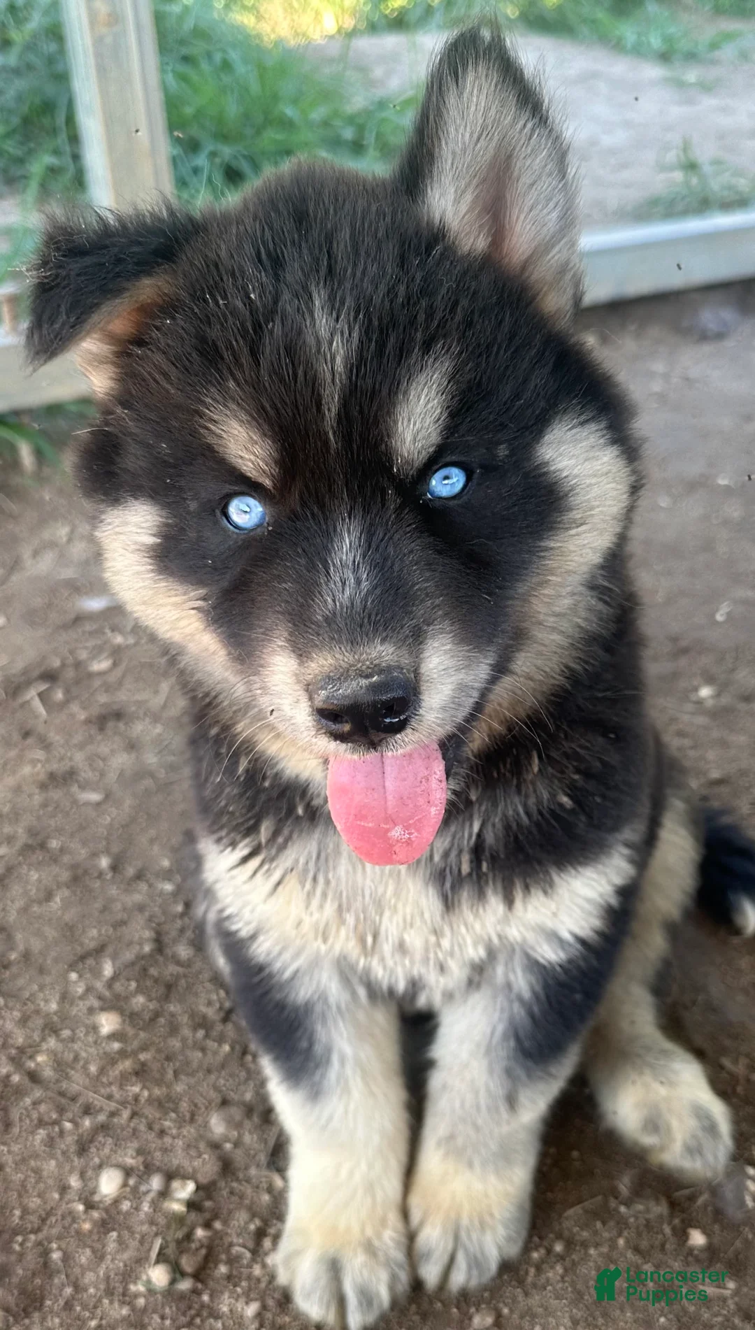 Siberian Husky dogs for sale: Siberian Husky 1 - Ad 2