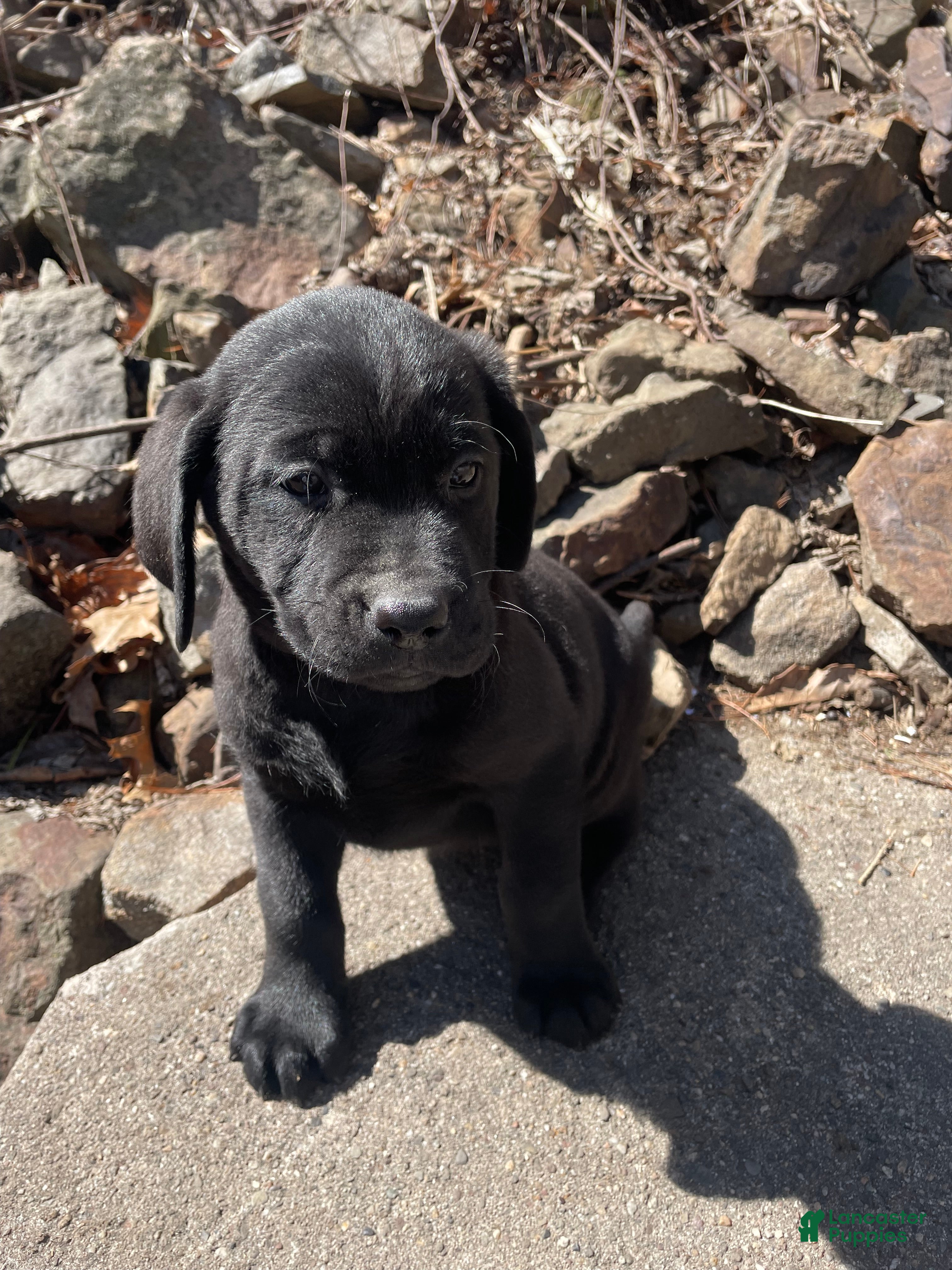 Labrador Retriever dogs Labrador Retriever Collar Pink - Ad 2