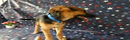 Sheprador dogs for sale: Golden Shepherd 2 Trigger - Ad 5