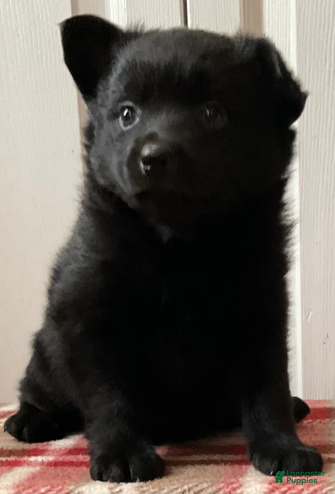 Mixed Breed dogs for sale: Rosy - Ad 4