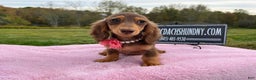 Miniature Dachshund dogs for sale: Import champion blood - Ad 23