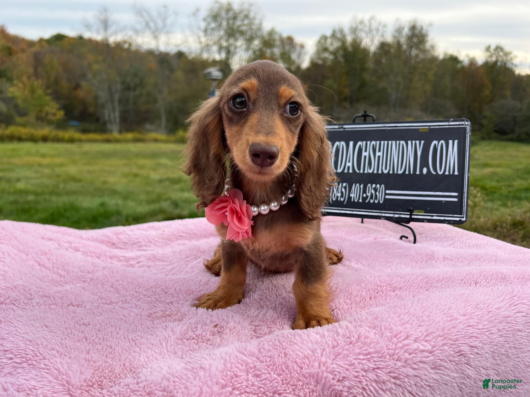 Miniature Dachshund dogs for sale: Import champion blood - Ad 23