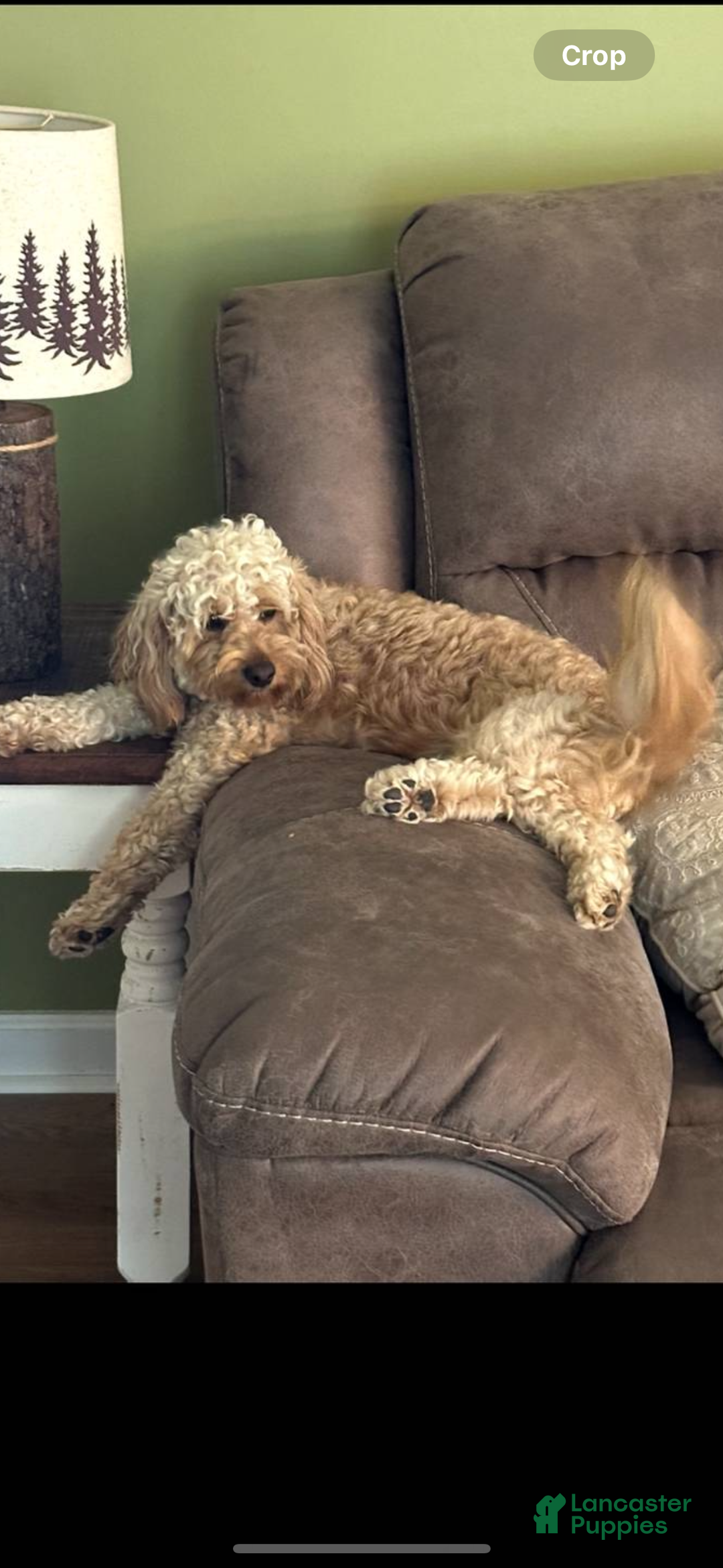 Mini Goldendoodle dogs for sale: Penny pie  - Ad 3