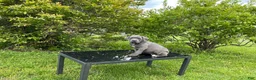 Cane Corso dogs for sale: Cane Corso Puppy 8 - Ad 4