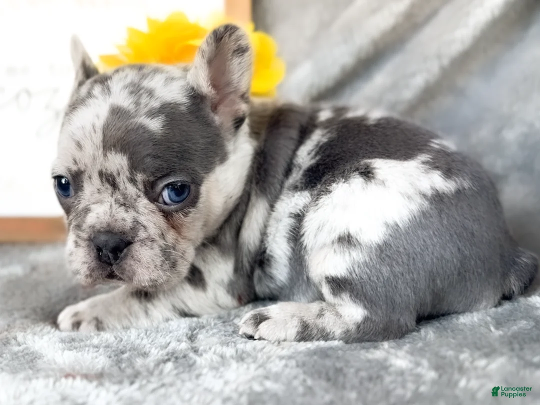 French Bulldog dogs for sale: Lemon Blue Merle Female Frenchie akc - Ad 2