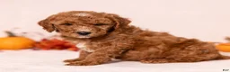 Miniature Poodle dogs for sale: Obie - Ad 5