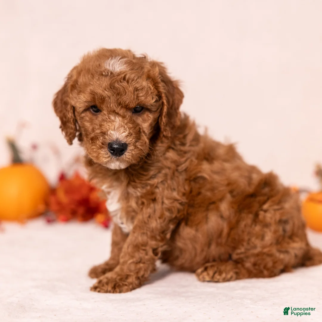Miniature Poodle dogs for sale: Obie - Ad 5