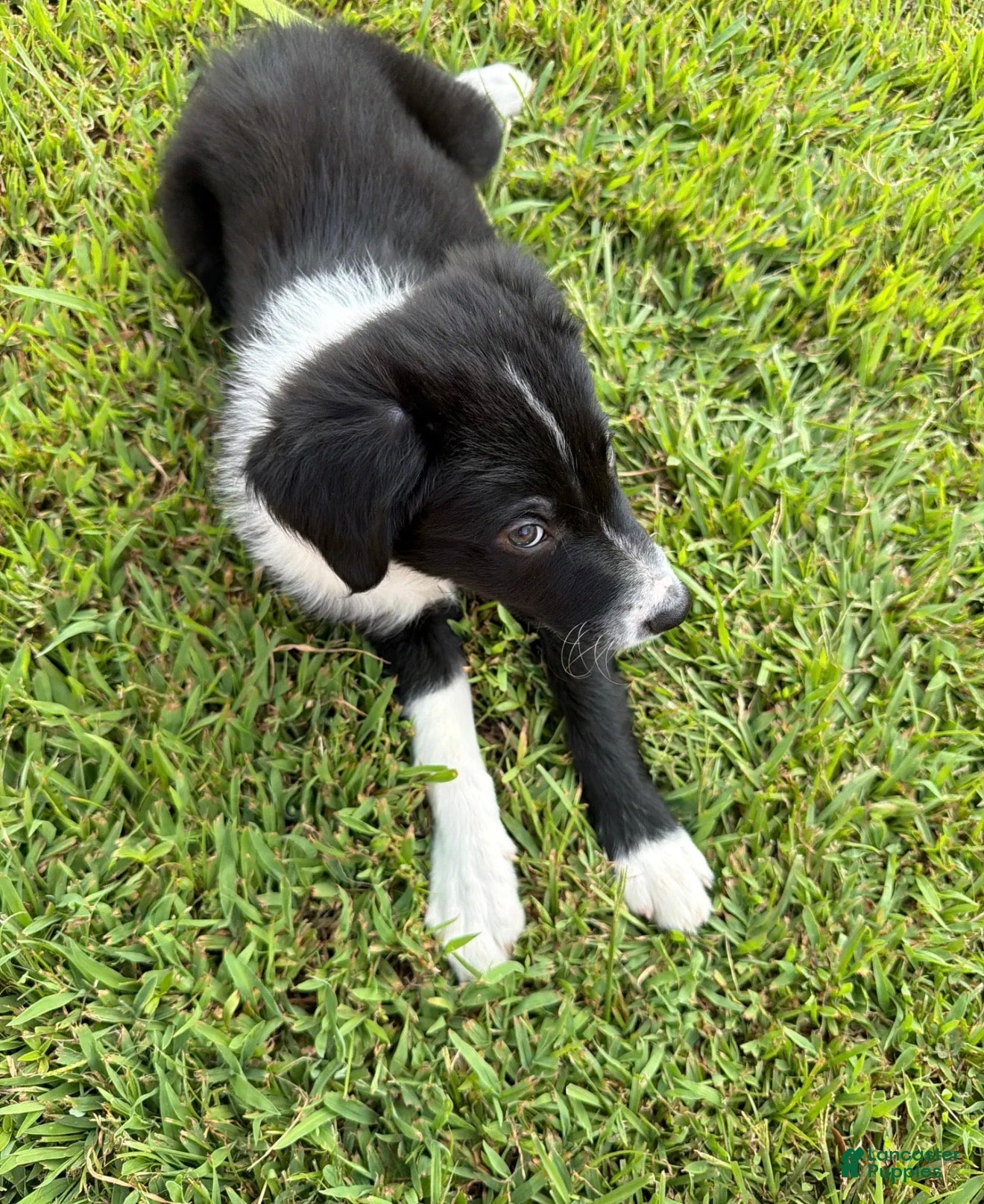 Rockie