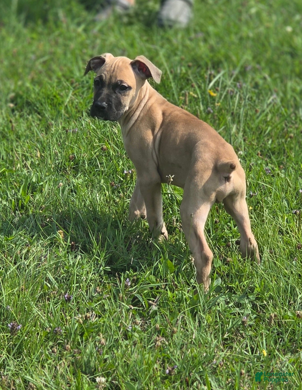 Cane Corso dogs Alonso & Rocco  - Ad 2
