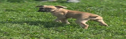 Cane Corso dogs for sale: Alonso & Rocco  - Ad 5