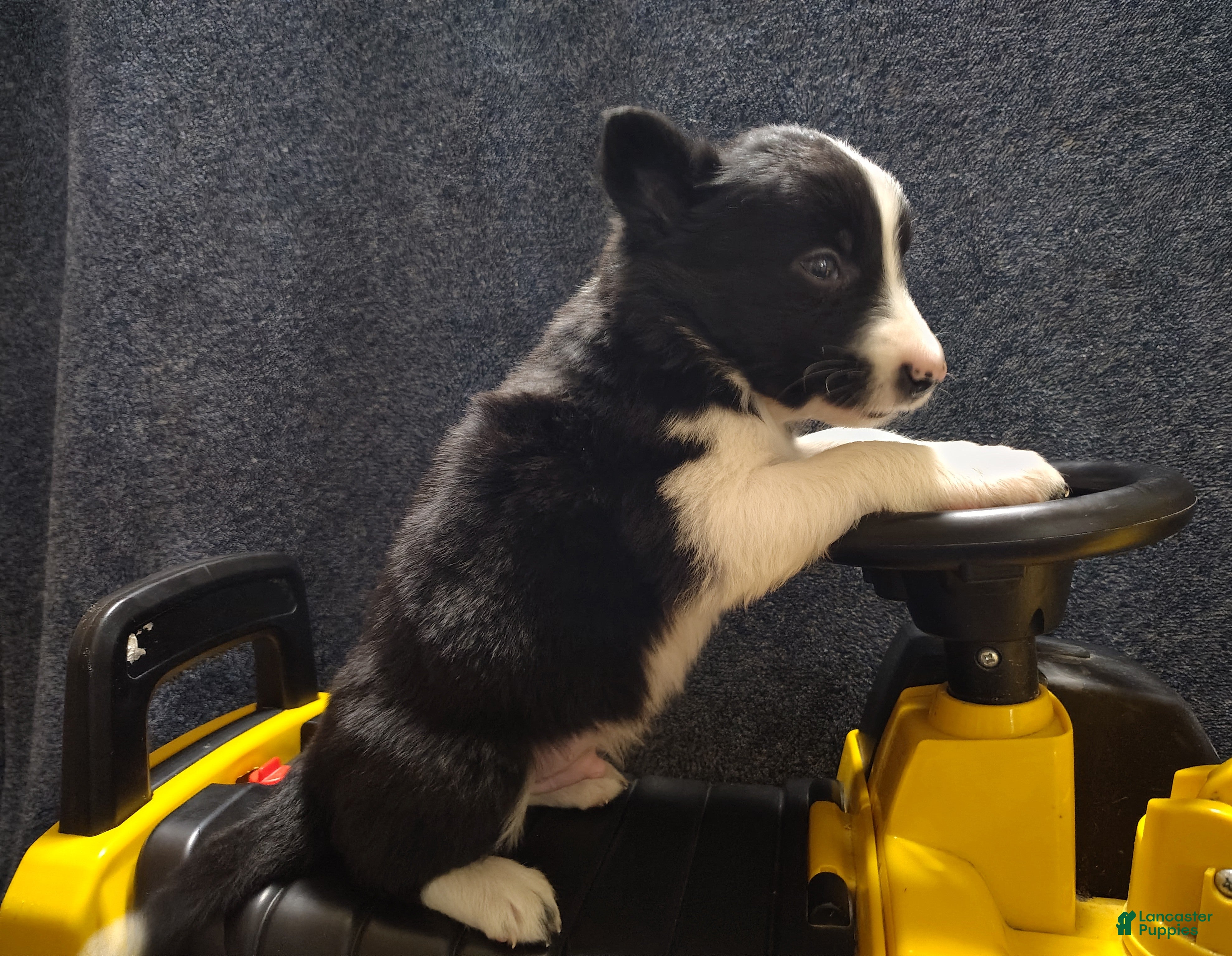 Border Collie dogs Kennedy  - Ad 2