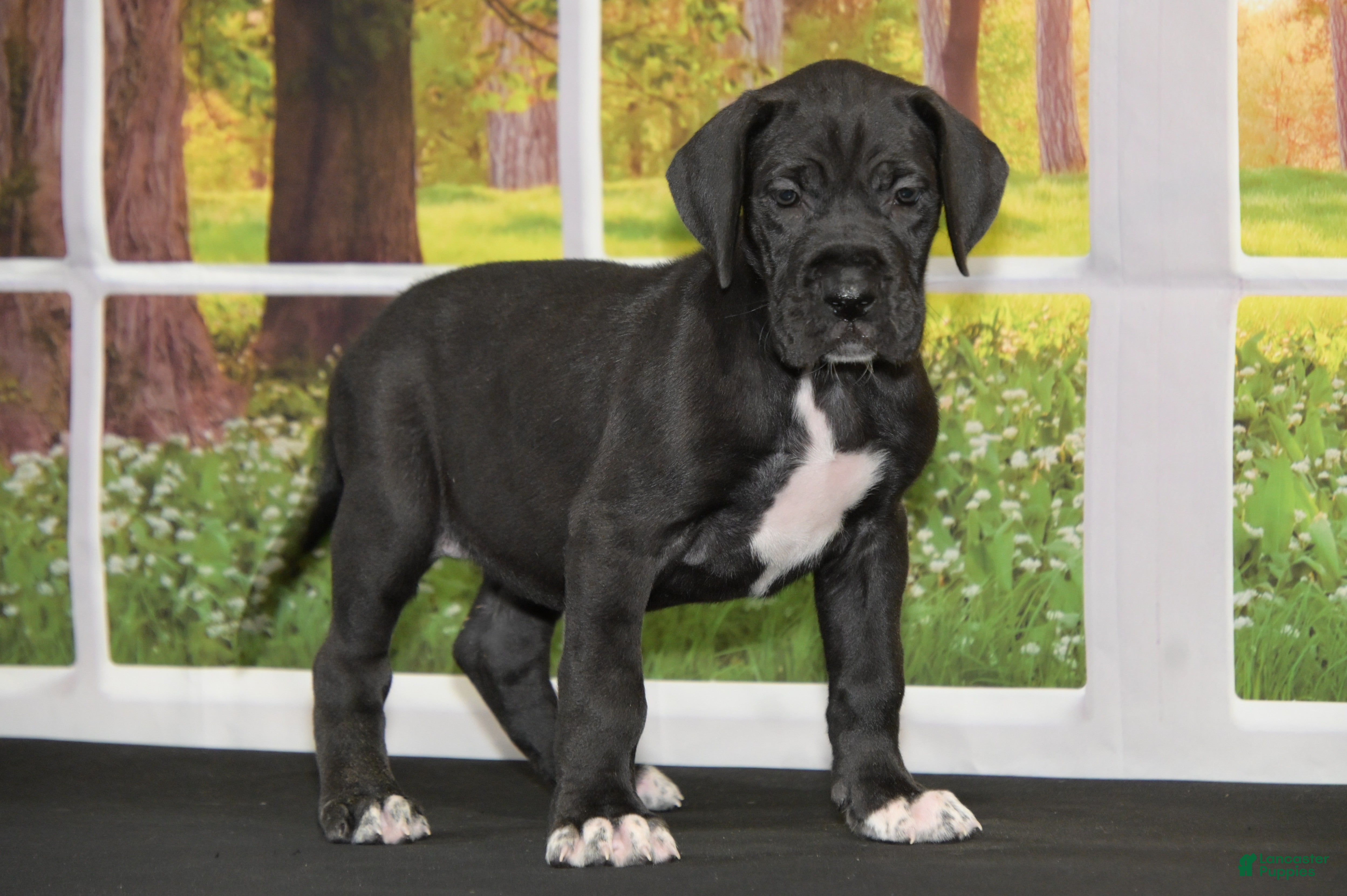 Great Dane dogs for sale: Lanie - Ad 2
