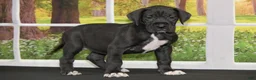 Great Dane dogs for sale: Lanie - Ad 1