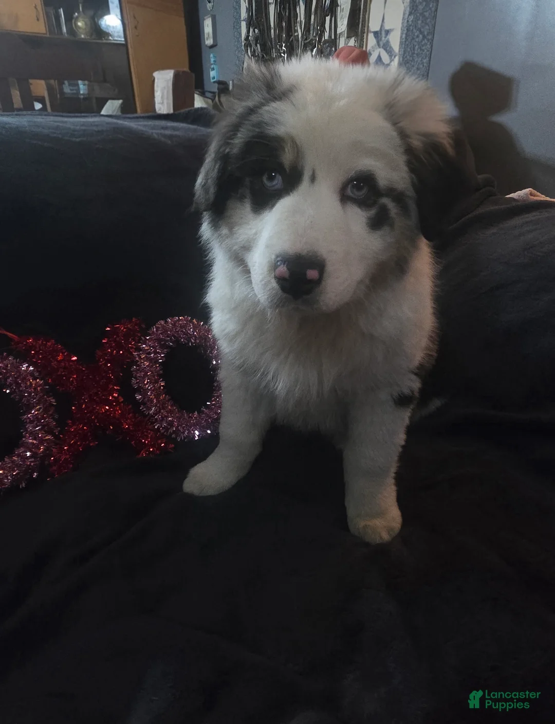Australian Shepherd dogs for sale: Bluey - Australian Shepherd Puppy 2 - Ad 2