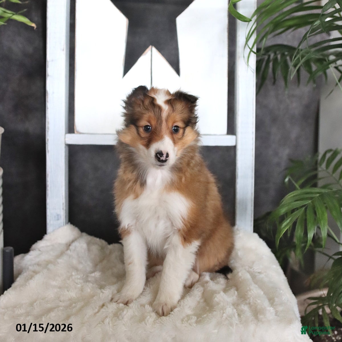 Shetland Sheepdog dogs for sale: Cleo - Ad 4
