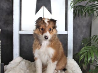 Shetland Sheepdog dogs for sale: Cleo - Ad 4