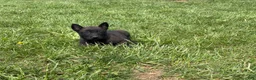 Belgian Malinois dogs for sale: Cleveland - Ad 5