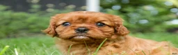 Cavalier King Charles Spaniel dogs for sale: Gemma Cavalier King Charles Spaniel  - Ad 6