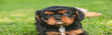 Loki Cavalier King Charles Spaniel