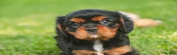 Cavalier King Charles Spaniel dogs for sale: Loki Cavalier King Charles Spaniel - Ad 1