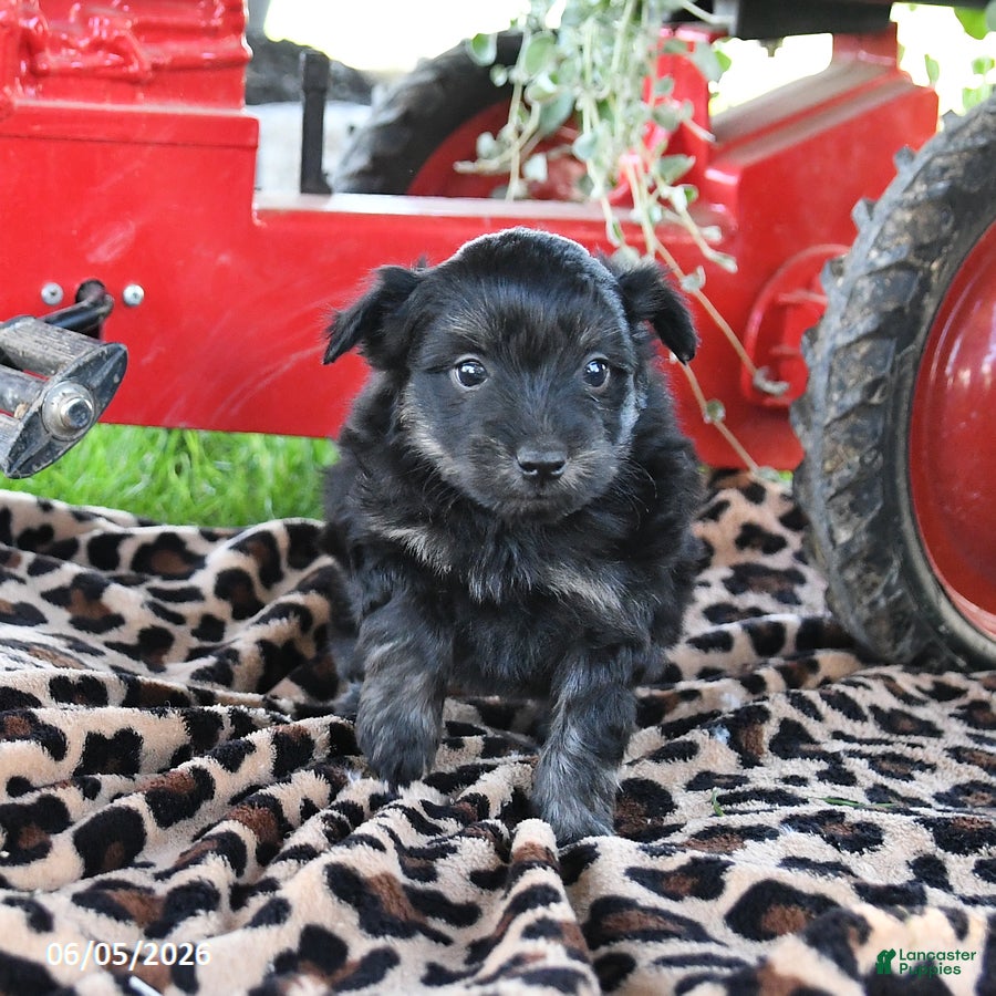 Pomapoo dogs Oreo - Ad 2