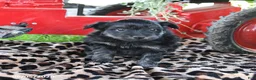 Pomapoo dogs for sale: Oreo - Ad 2