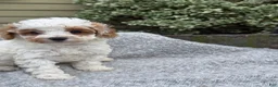 Toy Poodle dogs for sale: Chewy - Ad 4