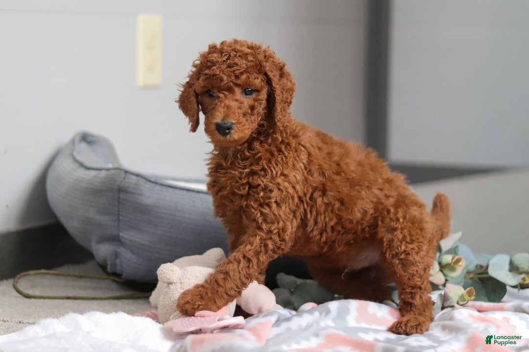 Standard Poodle dogs for sale: Maverick AKC - Ad 6