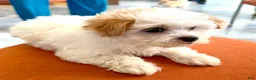 Maltipoo dogs for sale: Maltipoo 1 - Ad 8