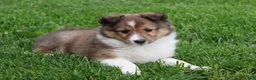 Shetland Sheepdog dogs for sale: Lacey  - Ad 6