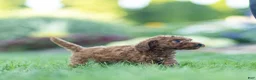 Toy Poodle dogs for sale: George Toy Poodle  - Ad 3