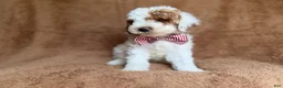 Miniature Poodle dogs for sale: Pierce - Ad 7