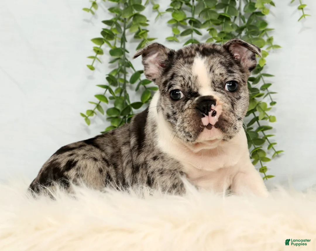 Frenchton dogs for sale: Tayo - Ad 5