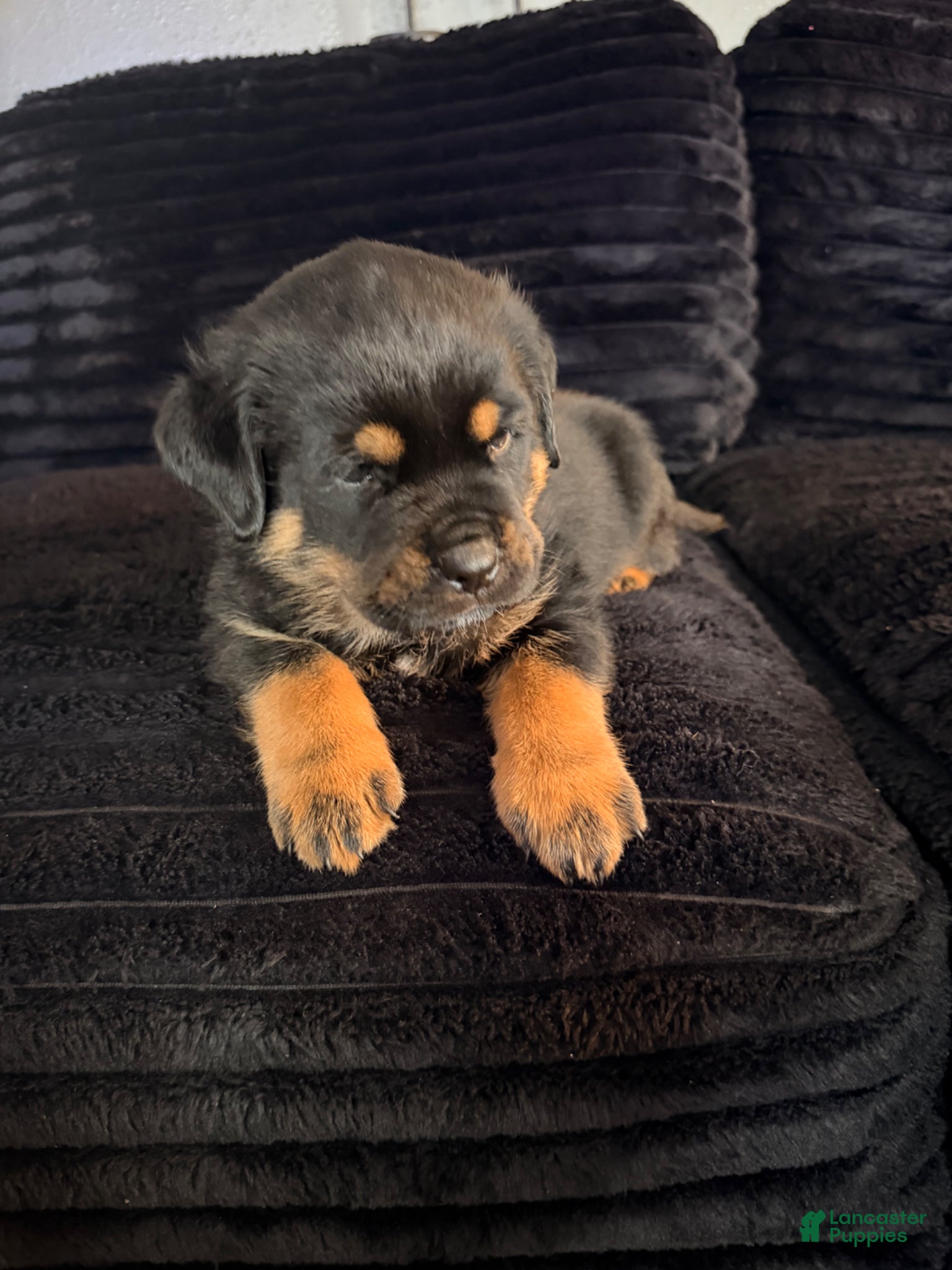 Rottweiler dogs Rottweiler Puppy 5 - Ad 3
