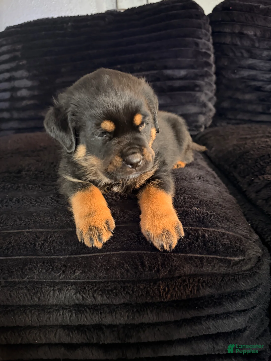 Rottweiler dogs for sale: Rottweiler Puppy 5 - Ad 1